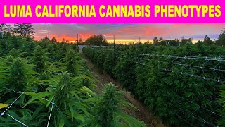 2021 Season Pheno Hunt!!! LUMA CALIFORNIA FARMS