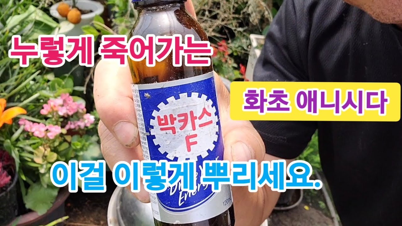 누렇게 죽어가는 '애니시다' 이걸로 다시 풍성하게 되살려보세요!!