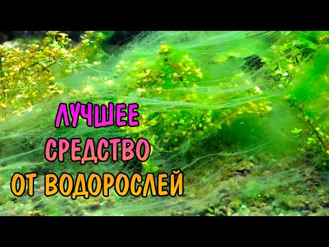 ЛУЧШЕЕ СРЕДСТВО ОТ