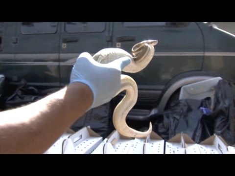 Hundreds Of Mostly Dead Snakes Found In Elementary Teacher's Home
