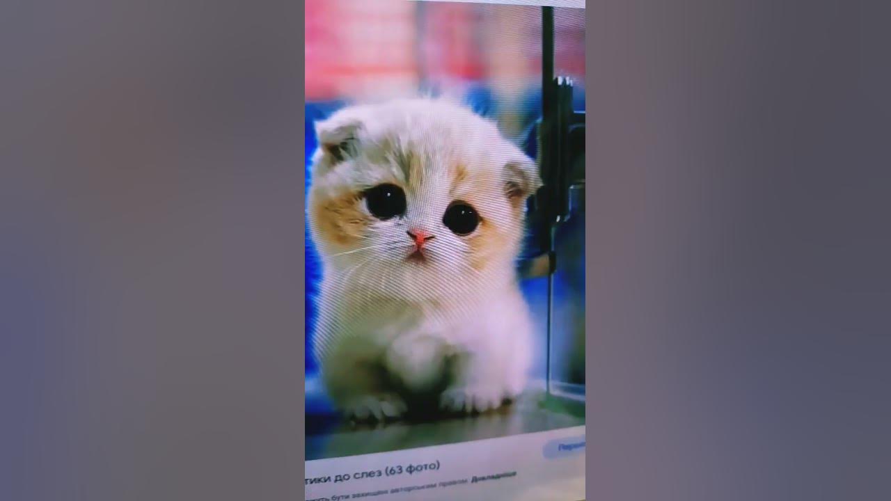 котікі - YouTube