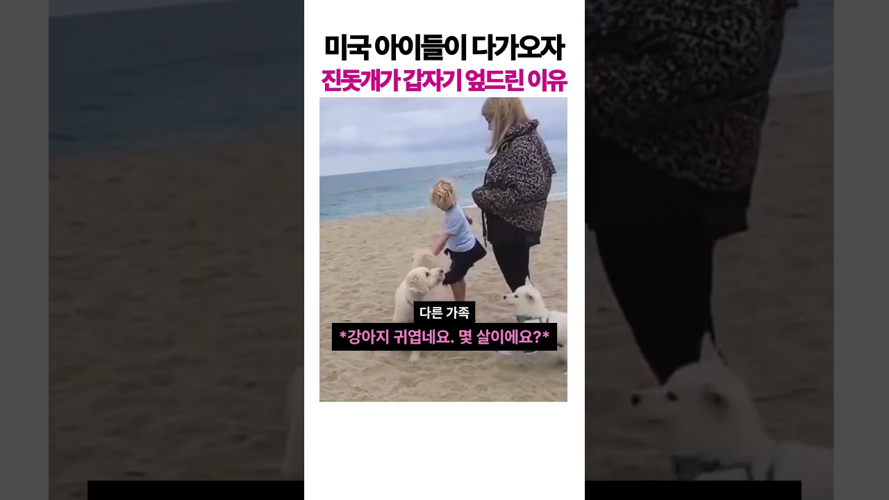 미국 아이들이 다가오자 진돗개가 갑자기 엎드린 이유