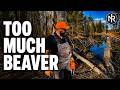 Beaver Dam Removal? This Beaver Keeps Flooding Our Trails