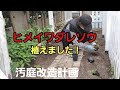 【汚庭改造計画】やっとヒメイワダレソウ植え終わりました！【シニアライフ】