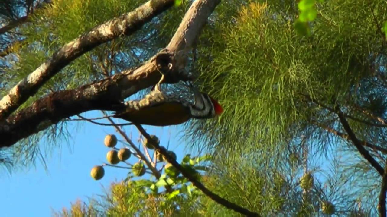 Flameback, Common - Dinopium javanense -male
