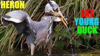 Large heron can eat a sizable young duck while smaller avian animals dine on small duckling portions