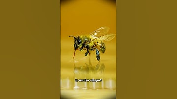 Bee Stinger VS Wasp Stinger