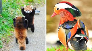 5 Of the cutest and most beautiful animals in the world