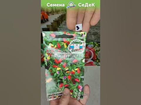 Как быстро прорастить семена перца! - YouTube