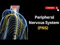 Understanding the Peripheral Nervous System