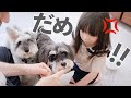 【犬と子供】3歳娘のつみ木を倒してしまい叱られる犬【シュナウザージジトト】