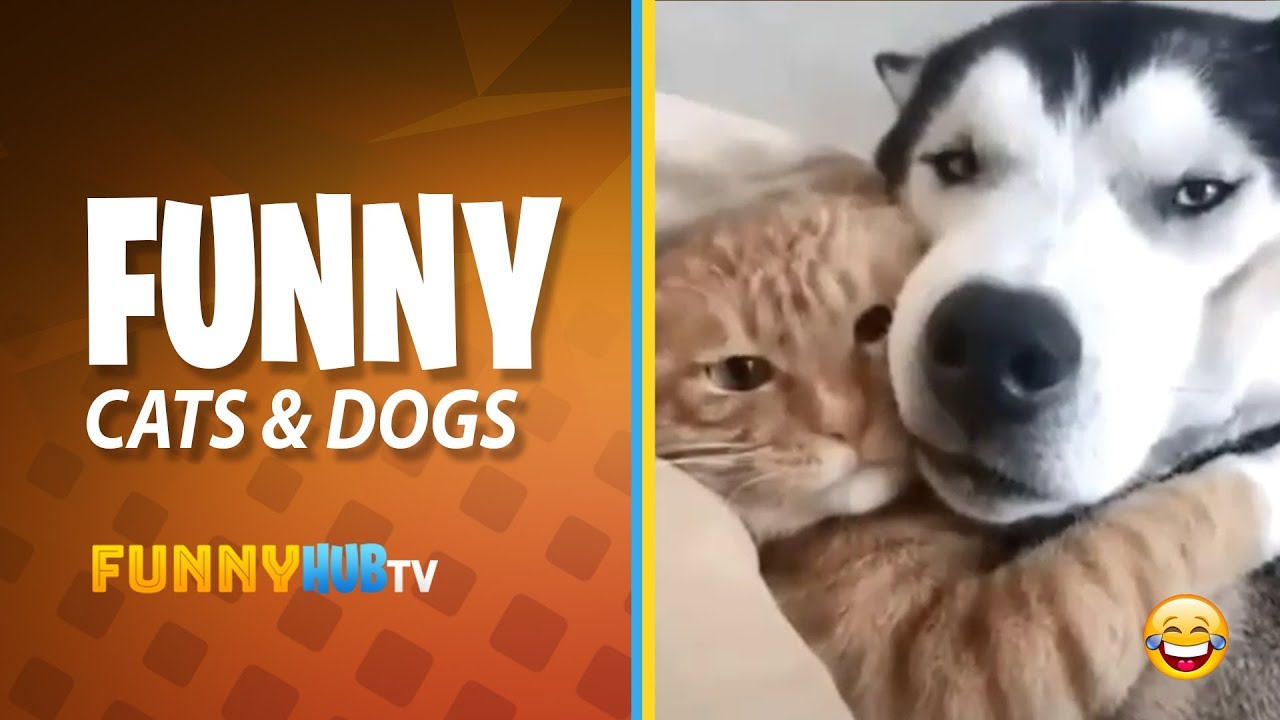 Funny Cute Cats And Dogs Compilation #001 - YouTube