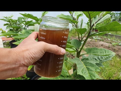 Video: Aralia high: Pflanzenbeschreibung, Anbaueigenschaften, medizinische Eigenschaften, Anwendung, Foto