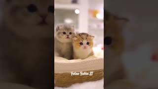 🐈 Calming Music for Cats 🌙 Welcome to Sleep Melodies. #catvideos #catsound #relaxing #trending #cat