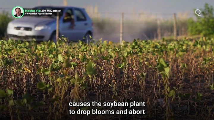 Half of US Corn and Soybean Acreages Are in Drought