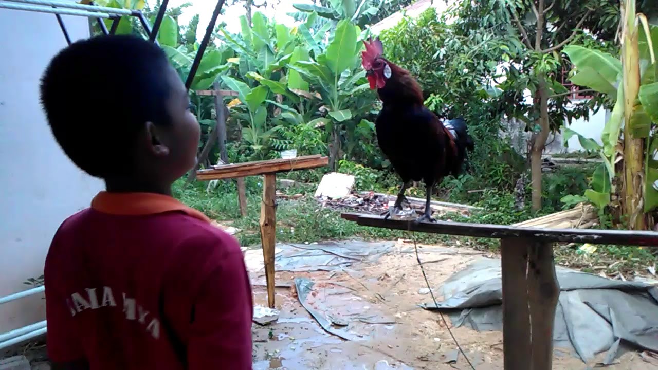 Cara mengajar ayam hutan berkokok - YouTube