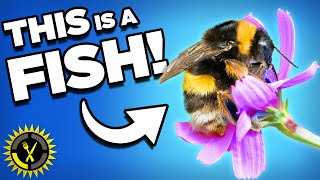 Food Theory: Bees Are Fish