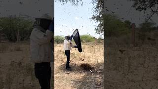 🐝 मधुमक्खियों का छत्ता सुरक्षित रूप से हटाया गया।#BeeRescue #Narwa #Jodhpur #SaveBees