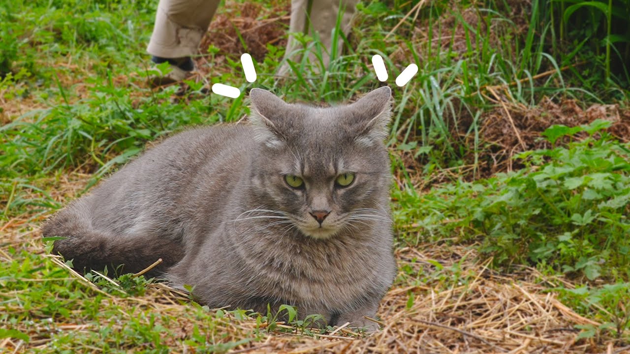 Мой кошка и весна