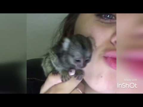Video: Die kleinste aap - dwerg-marmoset