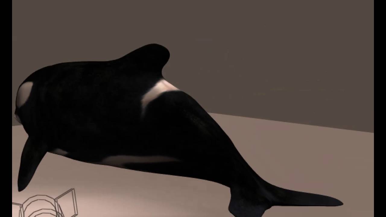 killer whale 3D Model Preview [Steemit]