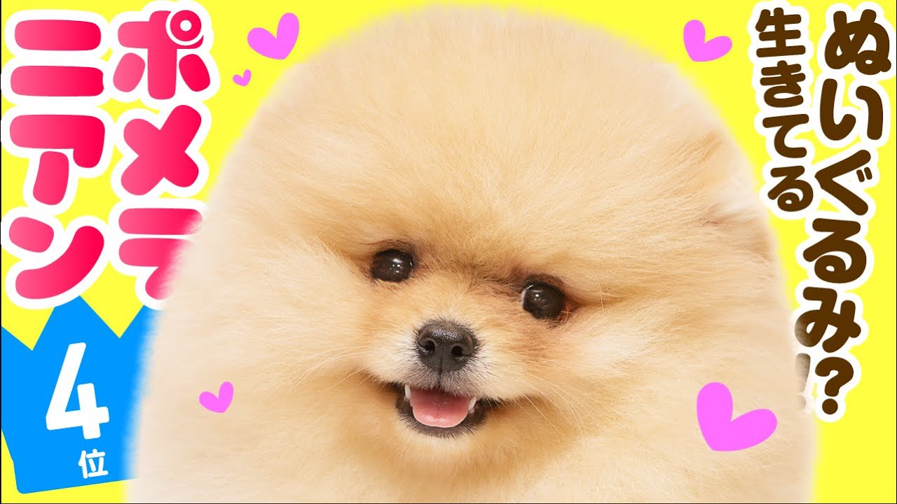 No 4 Pomeranian Top 100 Cute Dog Breeds Video Youtube