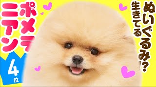 No.4 Pomeranian ❤️ TOP 100 Cute Dog Breeds Video