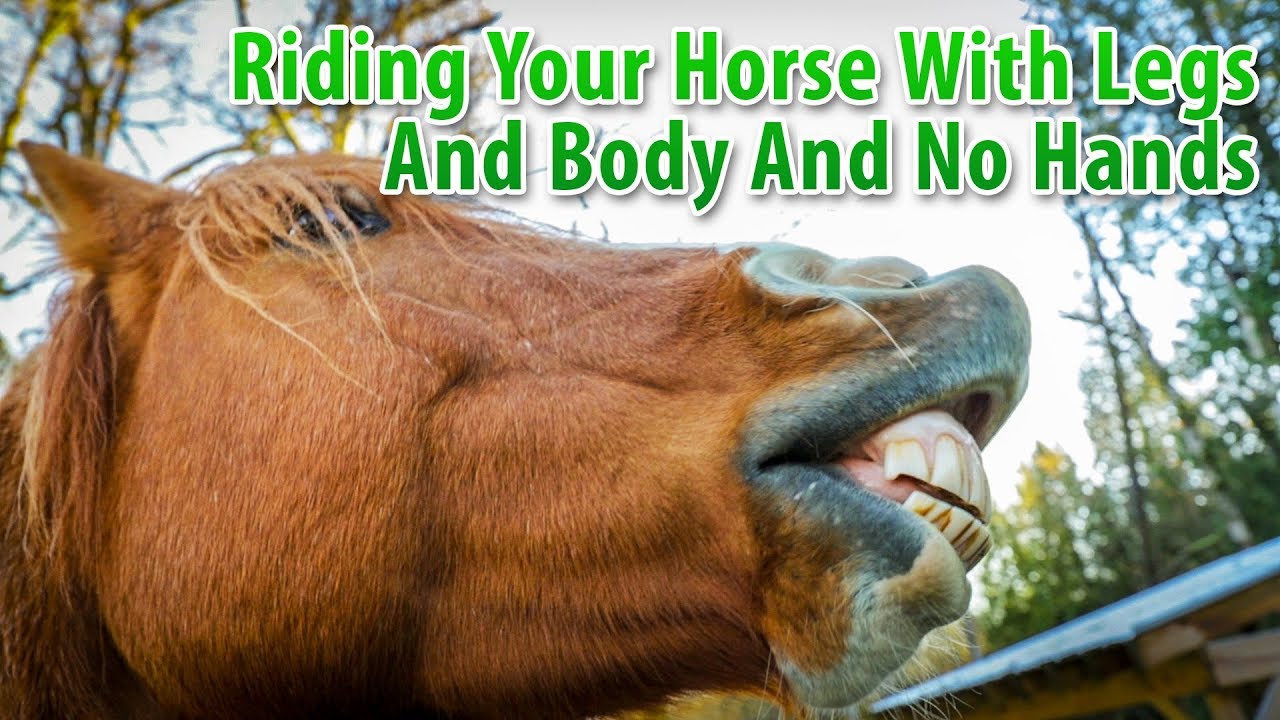 Riding Your Horse With Your Legs And Body And No Hands YouTube