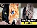 Kucing ini sangat aneh dan langka|| Daftar video keanehan dan keunikan pada kucing.