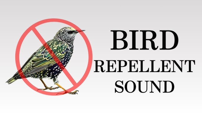 Why Does My Bird Keep Making Noise: Top Causes Explained