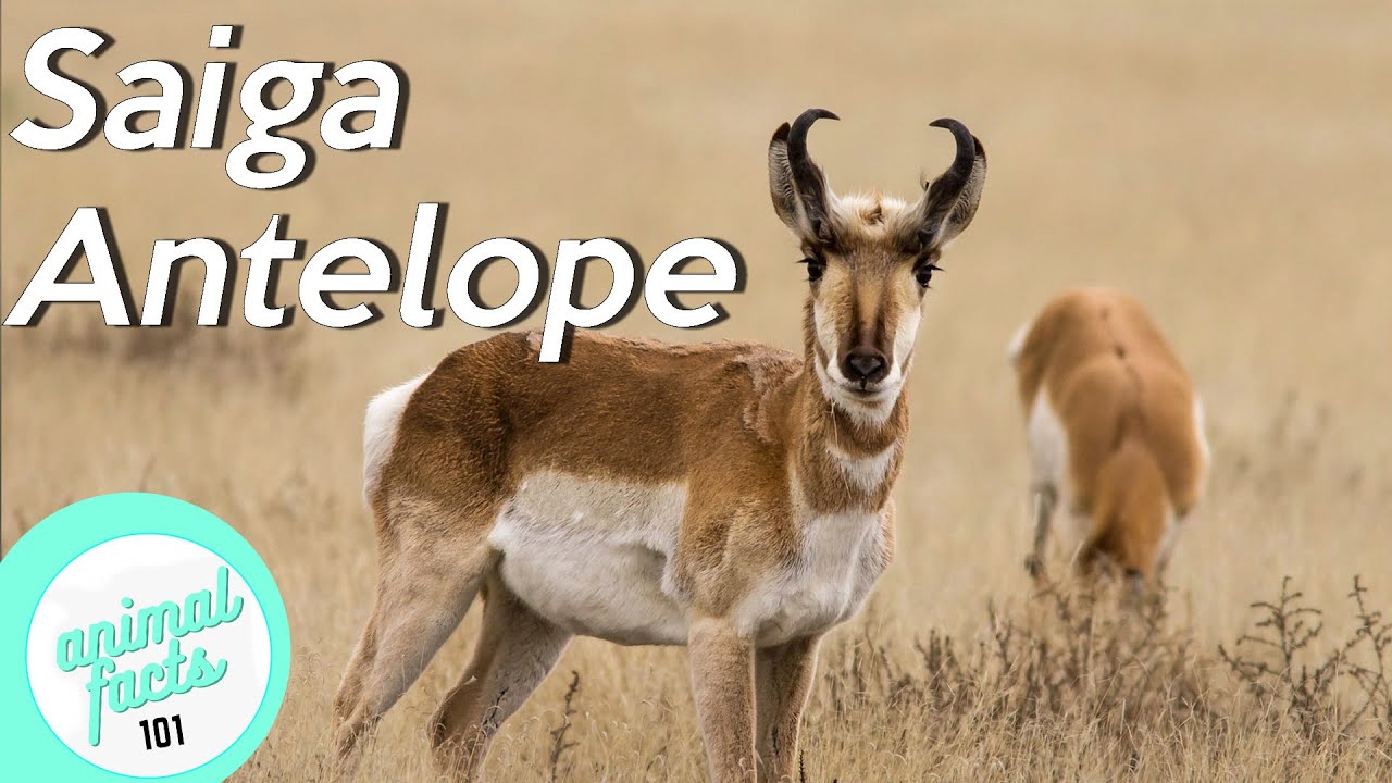 Saiga Antelope • All about this critically endangered Antelope
