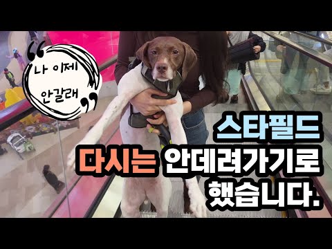 애견동반 스타필드 다시는 안데려가기로 했습니다.
