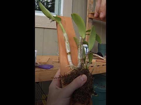 Mounting a Dendrobium orchid