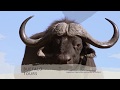 Experience Bellevue Forest Reserve