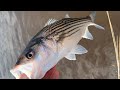 Spring Striper & Perch Fishing