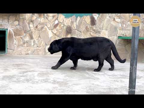 Video: Atšķirība Starp Panther Un Leopard