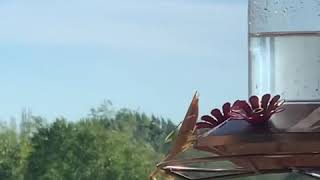 Praying Mantis Eats Hummingbird