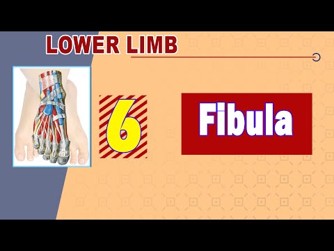   عظمة الشظيه