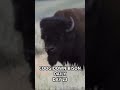 THE MICHAEL JORDAN OF BISON day 23