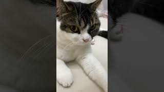 🐈息子猫がパパ猫に甘えようとしたら…泣 #shorts
