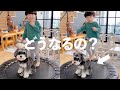 【富山帰省】はじめてのトランポリンが気に入ってしまった犬【シュナウザージジトト】