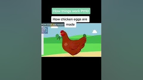 How chicken 🐔 eggs are made (6)