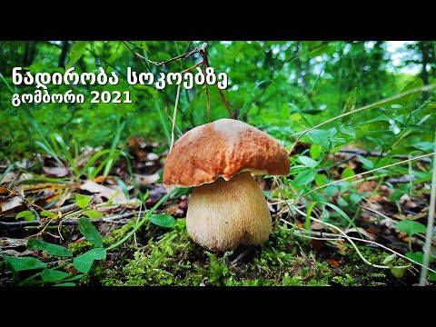 ნადირობა სოკოებზე - გომბორი 2021