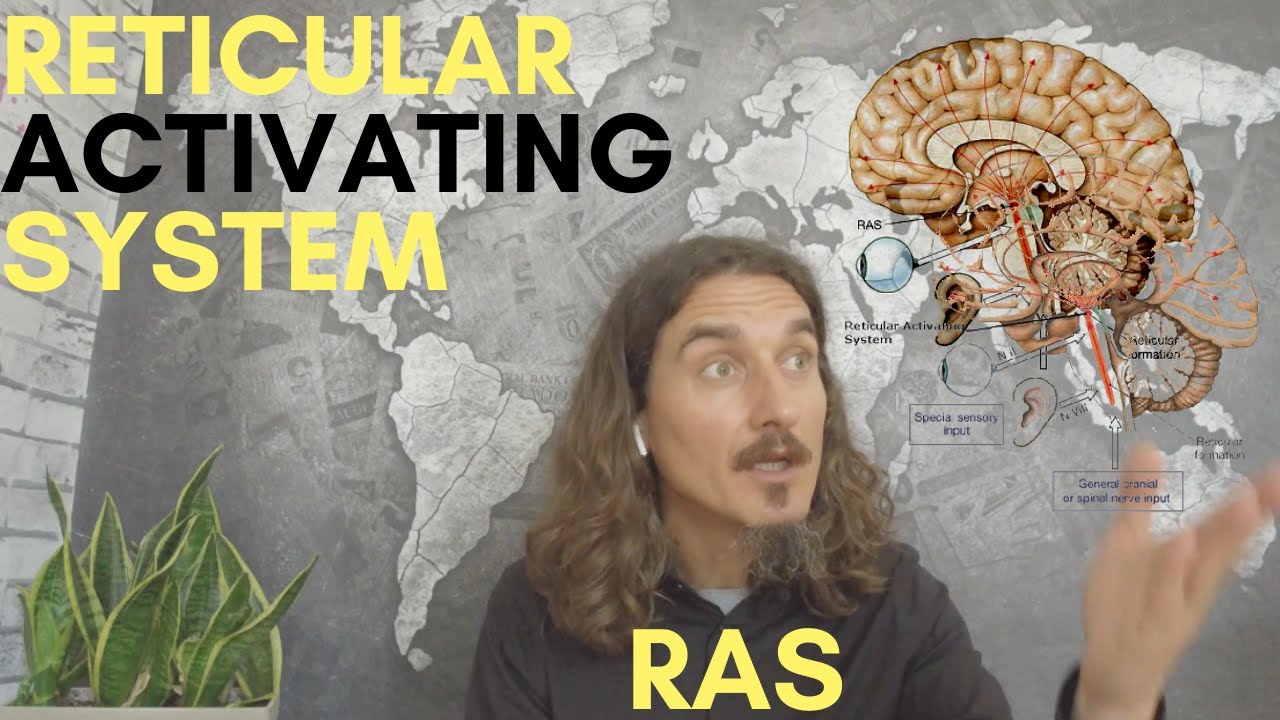 Reticular Activating System, RAS. What is the role of RAS? What is the