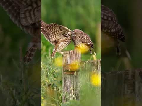 🅾️Ⓜ️G L🅾️🅾️K at the beautiful 🦉 romance 🅾️🅿️ #nature #wildlife #shortsfeed #owl #owls #shorts