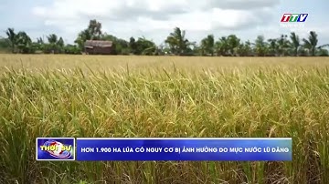 Hơn 1.900ha lúa có nguy cơ bị ảnh hưởng do mực nước lũ dâng | TayNinhTV