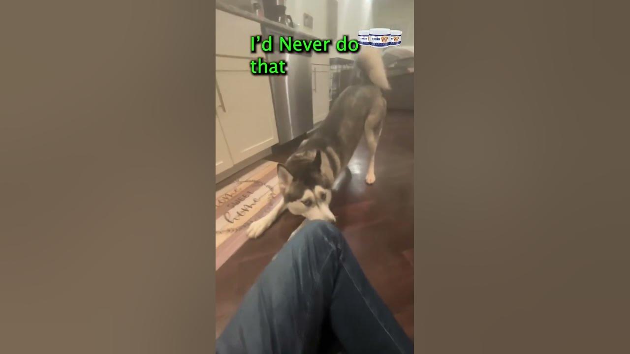 shorts-dogs-breath-smells-like-bodussy-viral-petlover-youtube