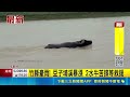 快救牛! 竹縣豆子埔溪暴漲 水位高漲2頭水牛剩顆頭快滅頂 耗時4小時吊起"重600公斤"水牛｜三立新聞LIVE