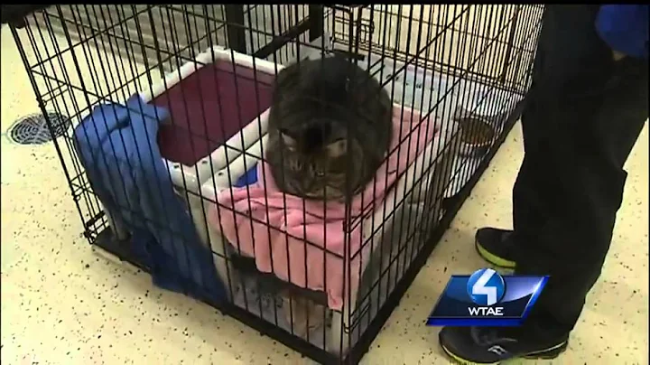 Animal shelter sees spike in potentially deadly cat infection