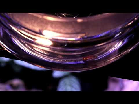 TRIPLE HIDDEN VIDEO: Termite Marriage & Ant Burial - TRIPLE HIDDEN VIDEO: Termite Marriage & Ant Burial
